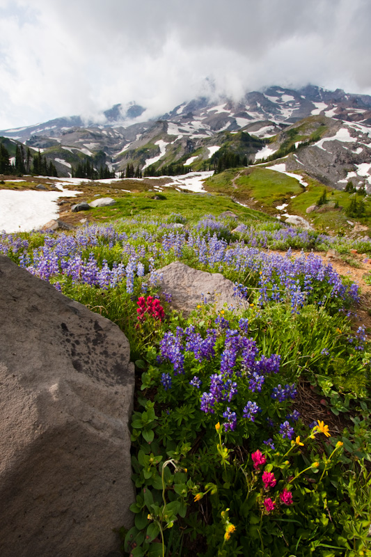 Wildflowers And Mount Rainier